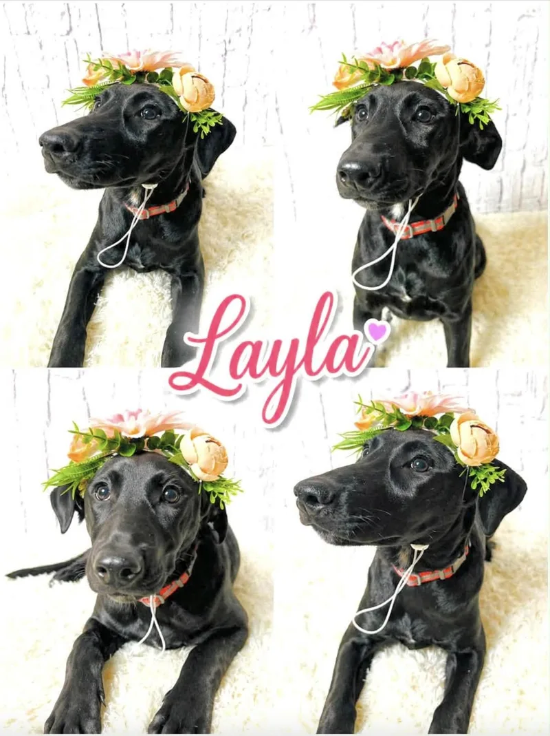 Layla thumbnail 2