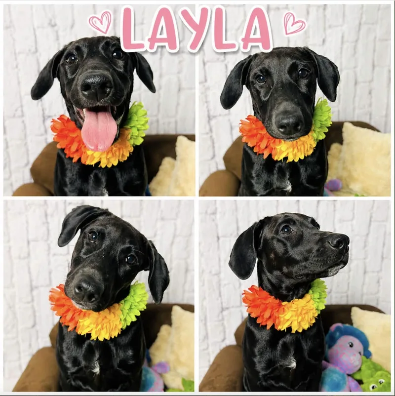 Layla thumbnail 3