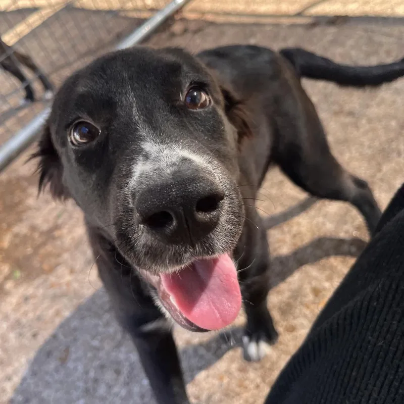 A baby medium-sized female Black Mixed Breed dog named Coleslaw for adoption in Clarksville, AR