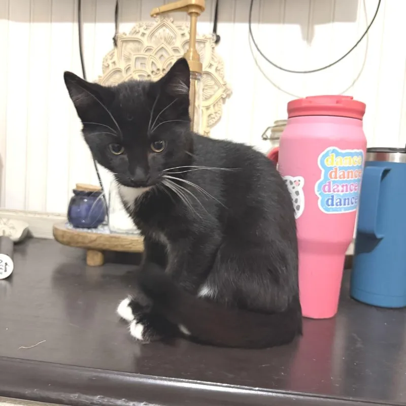 A young small-sized male Black Domestic Short Hair cat named Twinkle Toes for adoption in Albert Lea, MN