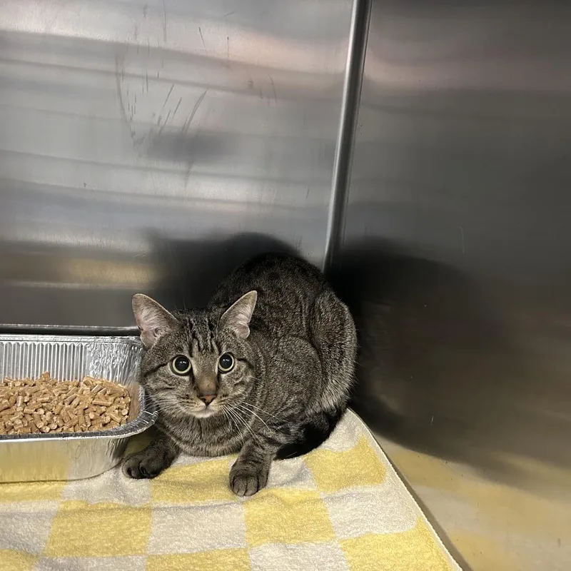 An adult medium-sized male Brown / Chocolate Domestic Short Hair cat named Brighton for adoption in Greensboro, NC