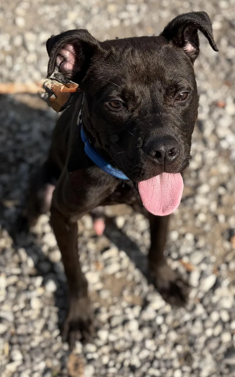A young medium-sized male Black Mixed Breed dog named Nacho for adoption in McKeesport, PA