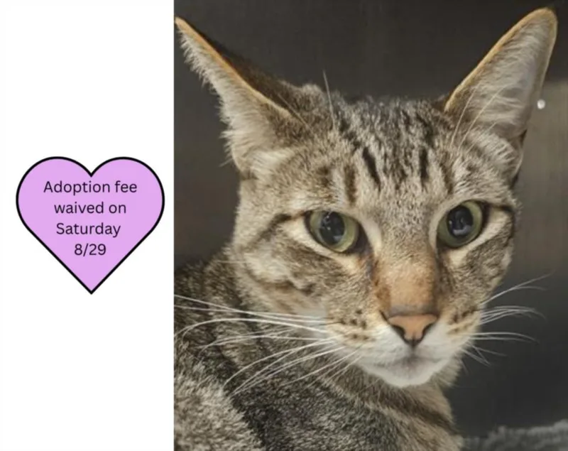 An adult medium-sized male Domestic Short Hair cat named Chase for adoption in Santa Cruz, CA