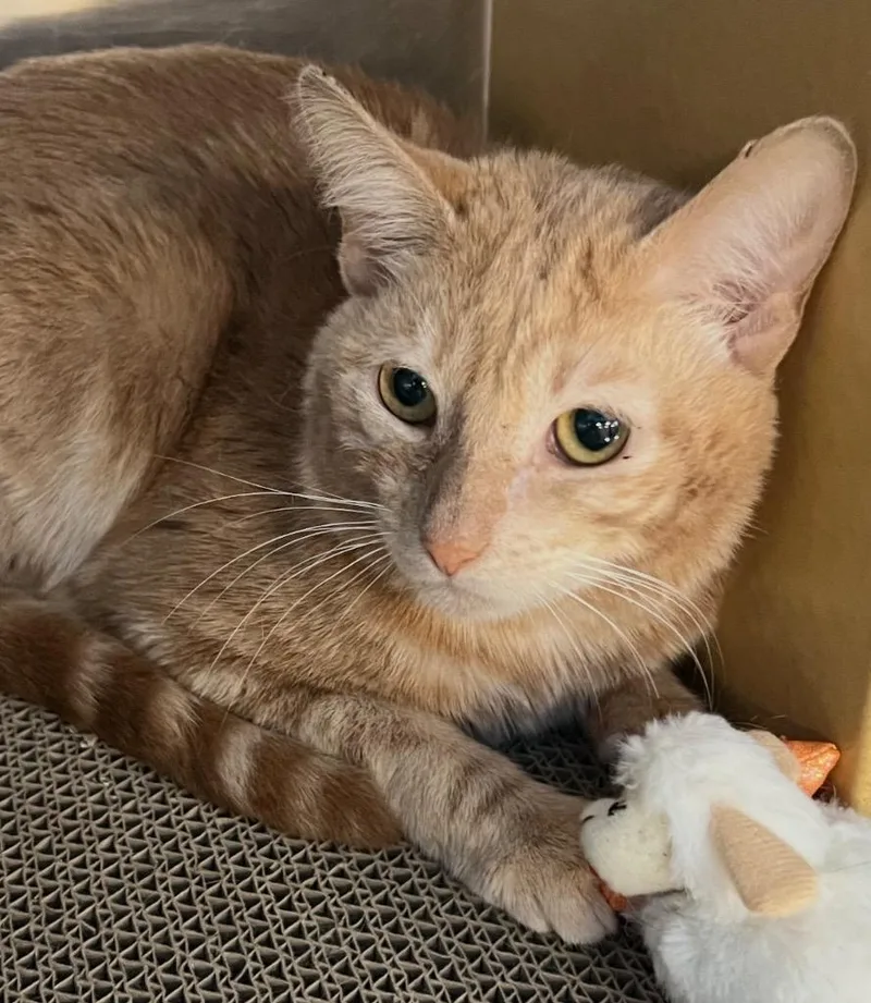 A young large-sized male Domestic Short Hair cat named Lucero for adoption in Ewing, NJ