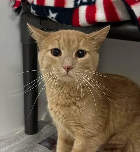 Simon