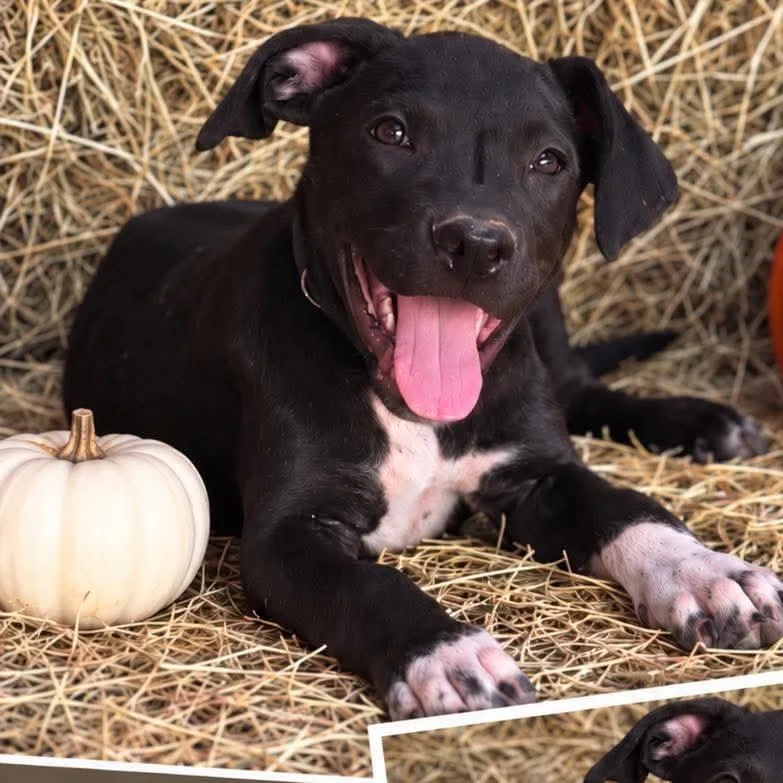 A baby medium-sized male Labrador Retriever dog named Felix for adoption in Wadena, MN