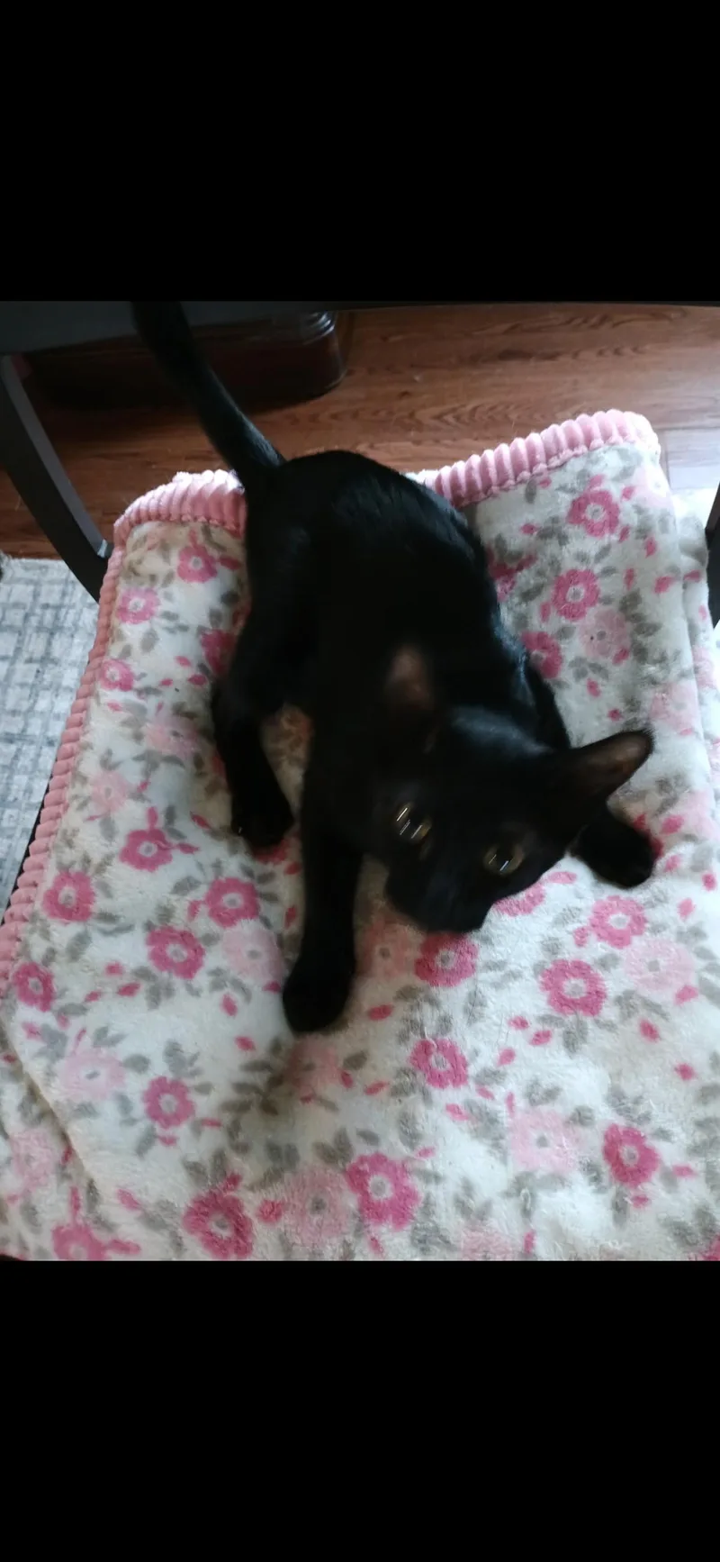 A baby small-sized female Domestic Short Hair cat named Doodlebug C Ingram for adoption in Saunderstown, RI