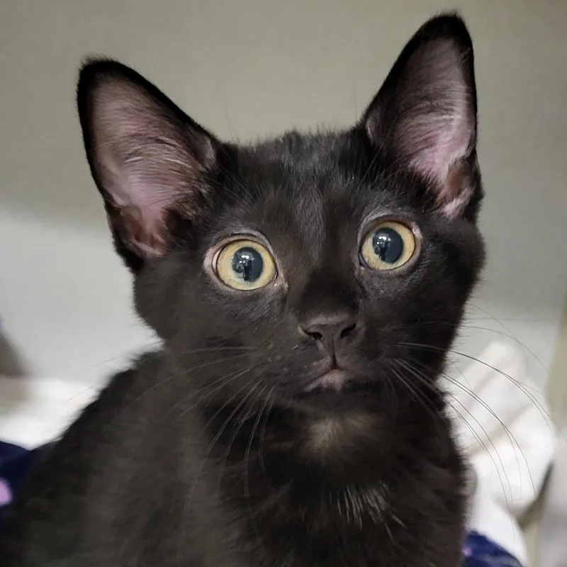 A baby medium-sized female Black Domestic Short Hair cat named Cayenne for adoption in Grayslake, IL