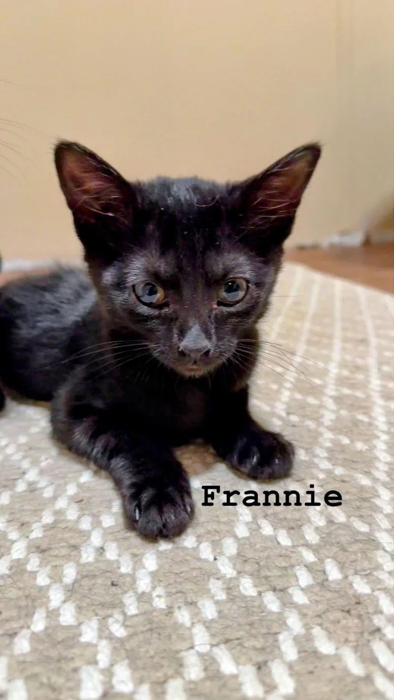 A baby medium-sized female Black Domestic Short Hair cat named Frannie for adoption in Murfreesboro, TN