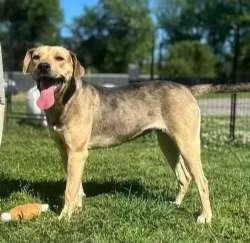 A young medium-sized female Yellow / Tan / Blond / Fawn Catahoula Leopard Dog dog named Sissy for adoption in Sudbury, MA