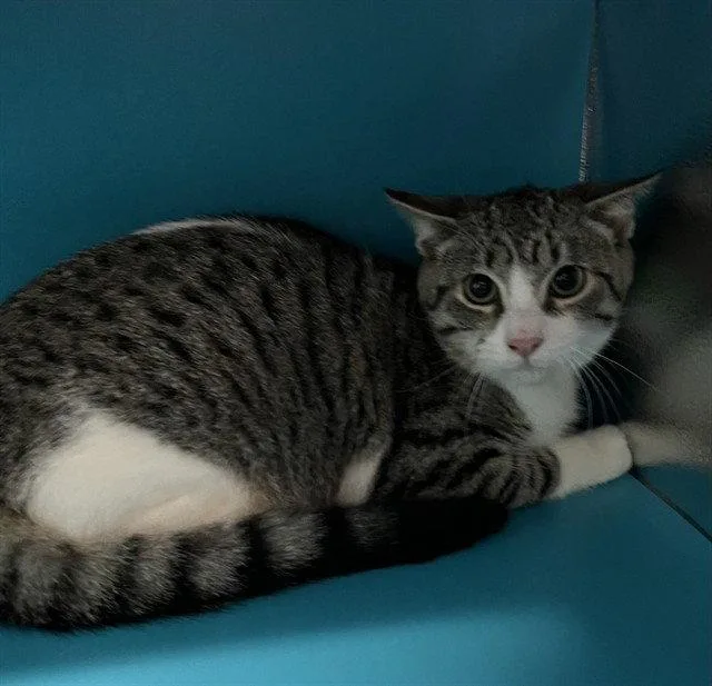 A baby small-sized male Brown / Chocolate Domestic Short Hair cat named Borris for adoption in Tavares, FL
