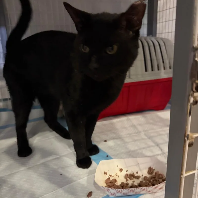 An adult large-sized male Black Domestic Short Hair cat named Squeak for adoption in Middle Village, NY
