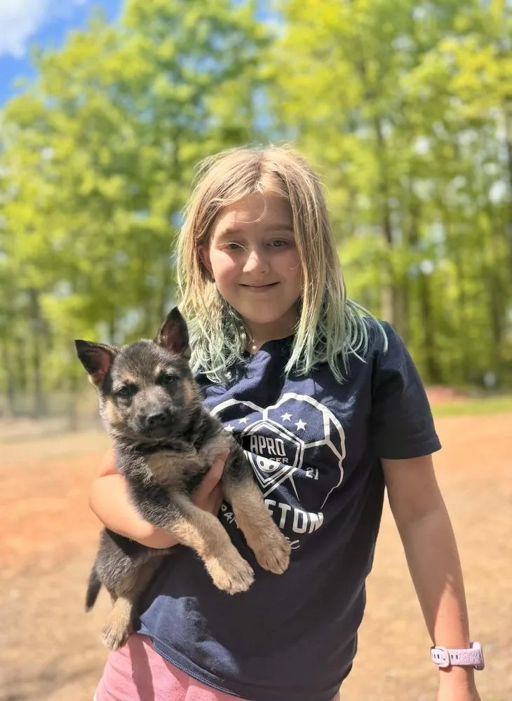 A baby small-sized female Brown / Chocolate German Shepherd Dog dog named Miwa for adoption in Fredonia, WI