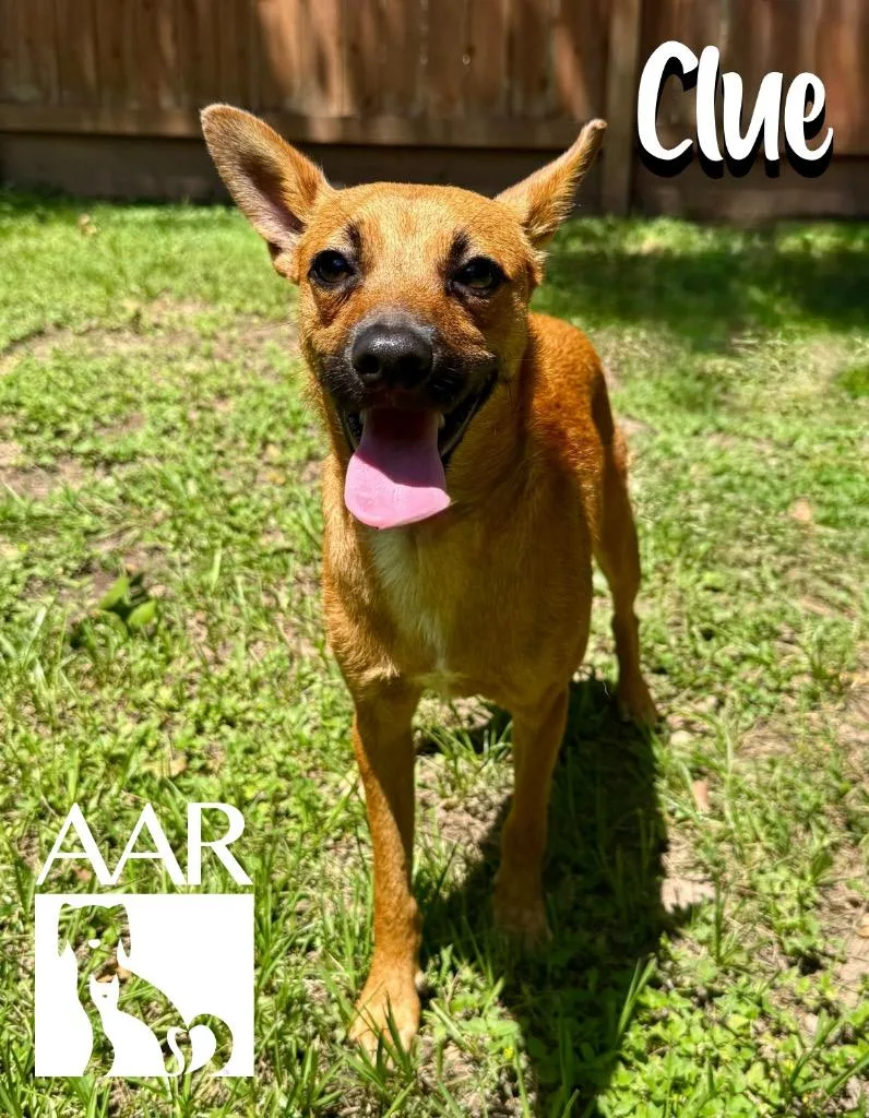 A baby small-sized male Chihuahua dog named Clue for adoption in Magnolia, TX