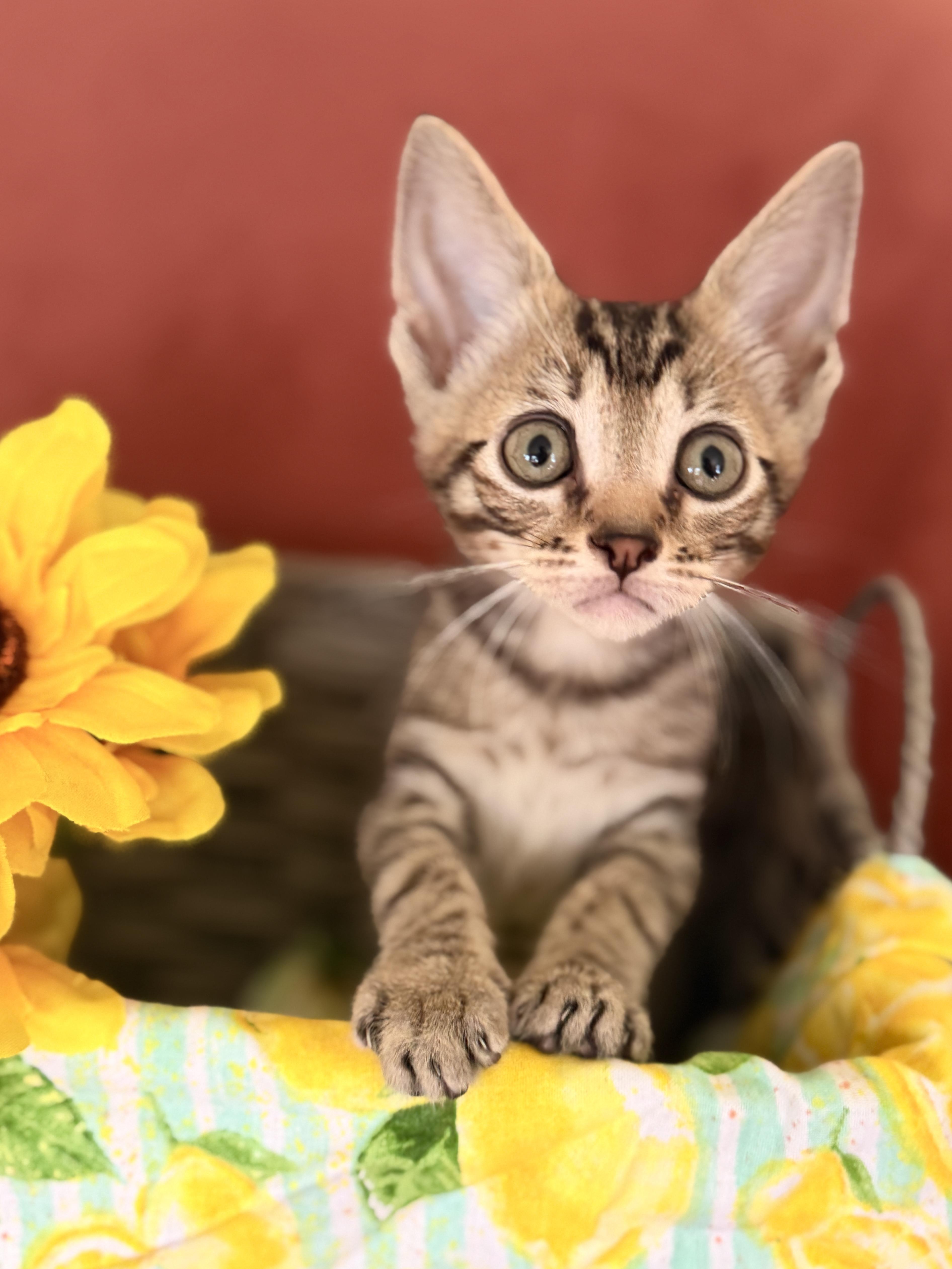 A baby medium-sized male Tabby (Brown / Chocolate) Domestic Short Hair cat named Lachlan for adoption in Gradyville, KY