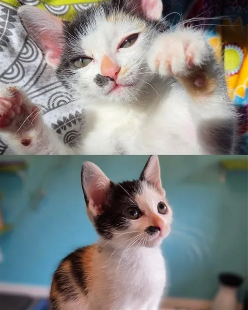 A baby small-sized female Domestic Short Hair cat named Dolly for adoption in Kent, WA