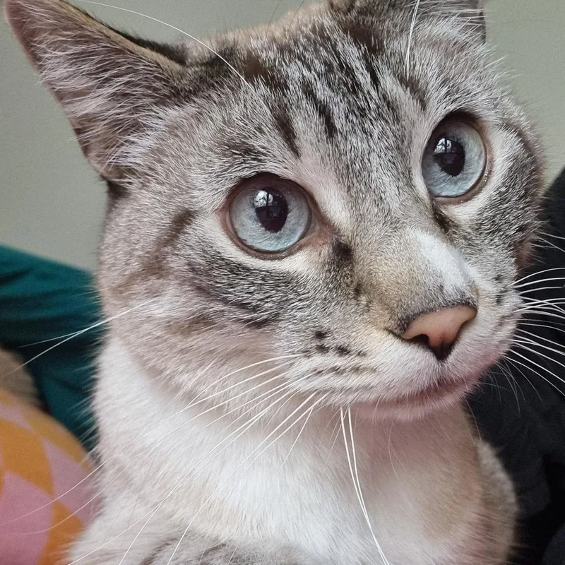 A senior medium-sized male Siamese cat named Tsong for adoption in Santa Barbara, CA