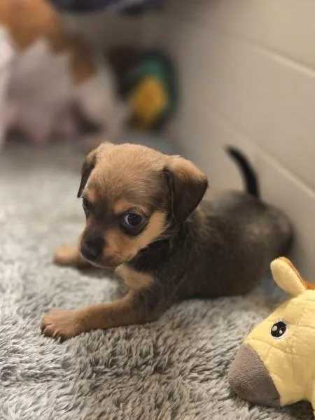 Squirrel thumbnail 2