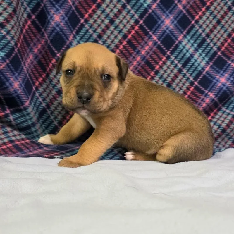 A baby small-sized male Brown / Chocolate Pit Bull Terrier dog named Elbow for adoption in Jackson, MO