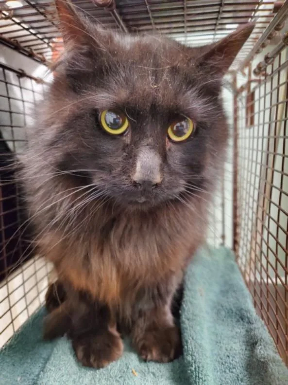 A young small-sized female Domestic Long Hair cat named Coral for adoption in Loveland, CO
