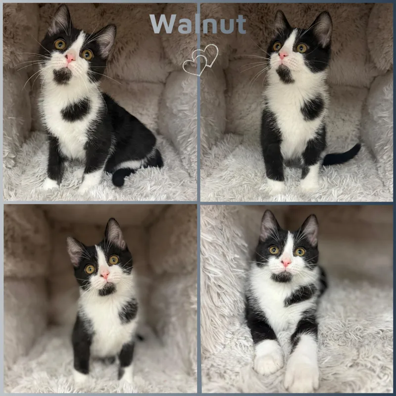 A baby small-sized male Black & White / Tuxedo Domestic Short Hair cat named Walnut for adoption in Louisville, KY