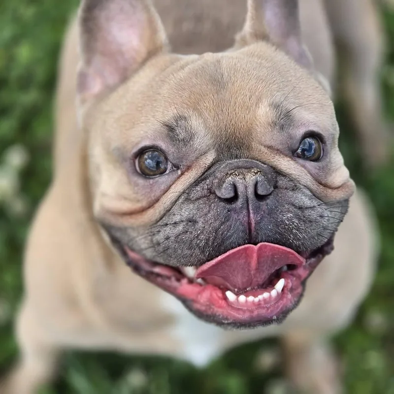 Hazel