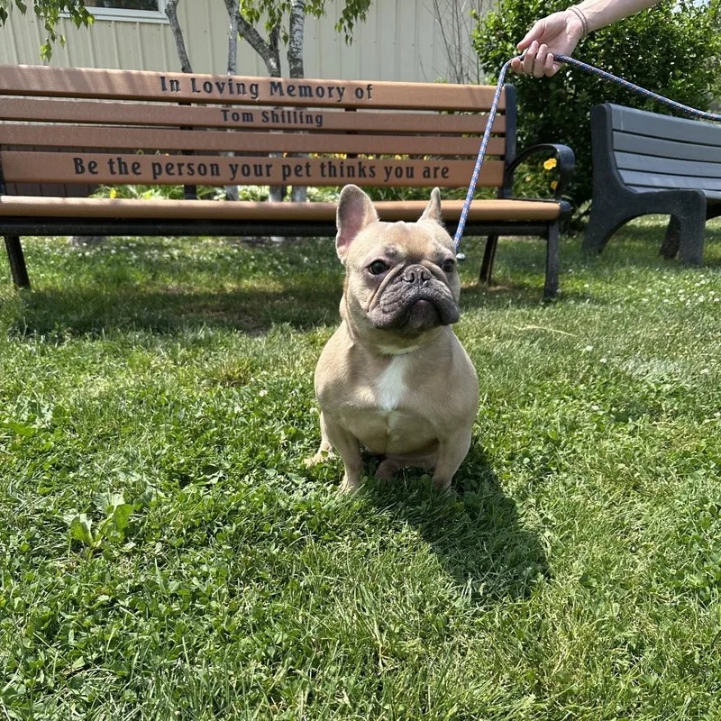 Hazel thumbnail 2