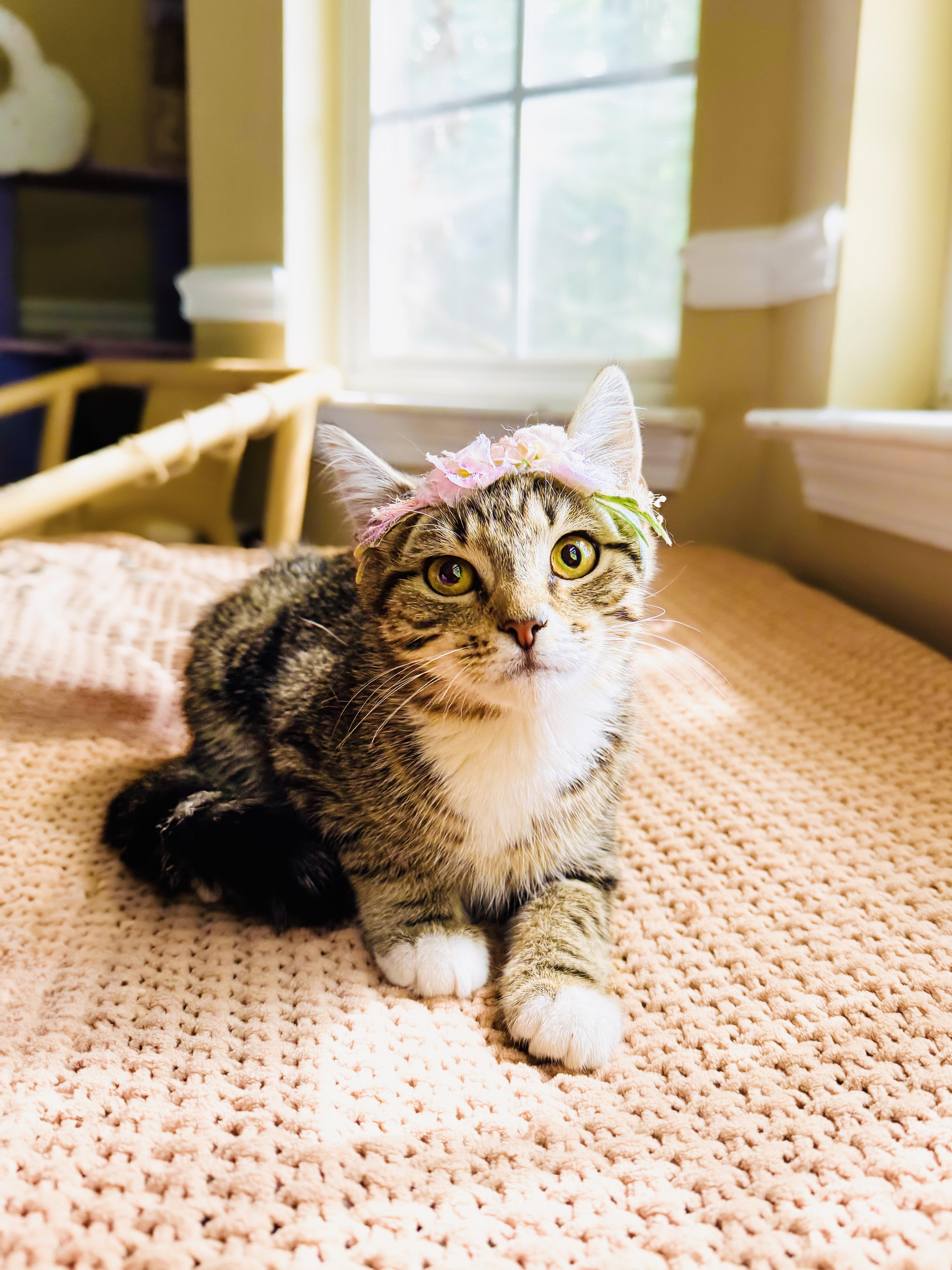 A baby medium-sized female Tabby (Buff / Tan / Fawn) Tabby cat named Cucumber for adoption in Mooresville, NC