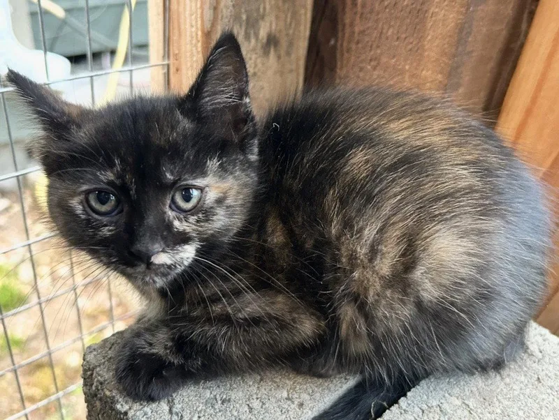 A baby medium-sized female Domestic Short Hair cat named ChiCha for adoption in Tacoma, WA
