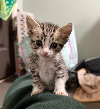 A baby small-sized female Domestic Short Hair cat named Kiara for adoption in Gainesville, FL