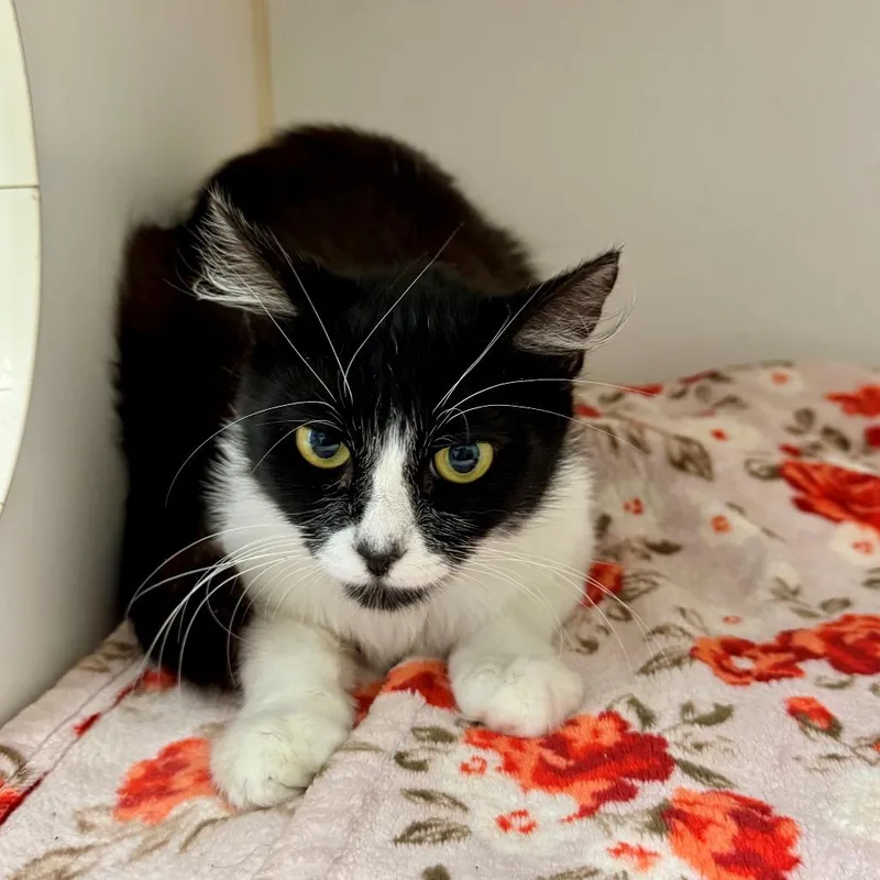 A baby small-sized female Black Domestic Long Hair cat named Dixie for adoption in Hawthorne, CA