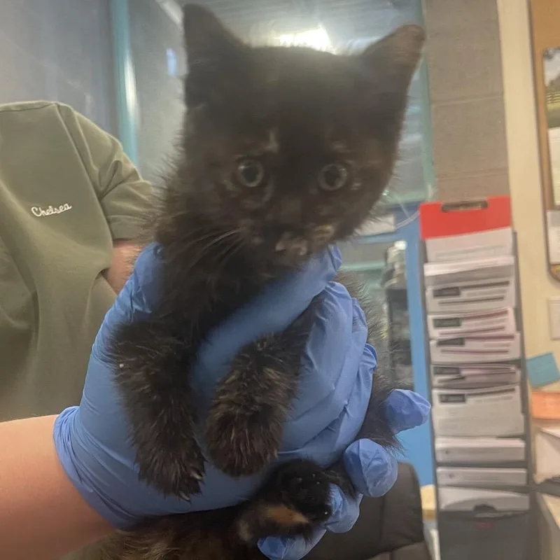 A baby small-sized female Tortoiseshell Domestic Short Hair cat named Victory for adoption in Port Townsend, WA