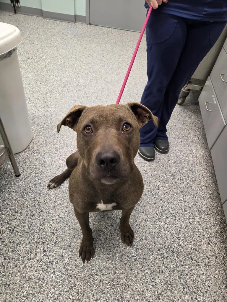 A young medium-sized female Terrier dog named Beta for adoption in Athens, TN