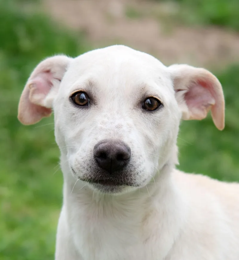 A baby large-sized female Labrador Retriever dog named Tiana for adoption in Nashville, TN