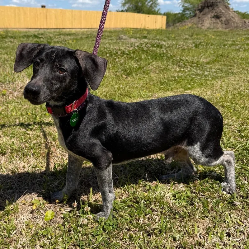 Thaddeus thumbnail 2