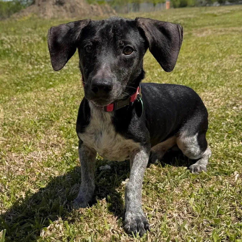 Thaddeus thumbnail 3