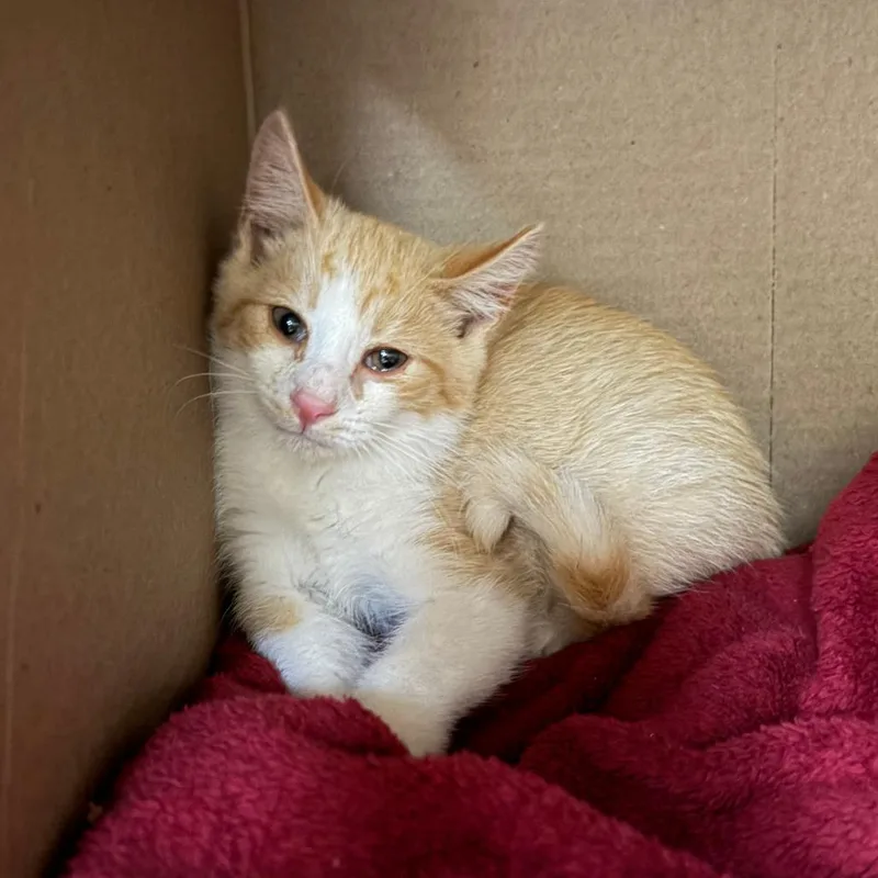 A baby small-sized male Orange / Red Domestic Short Hair cat named Simurgh for adoption in Lynchburg, VA