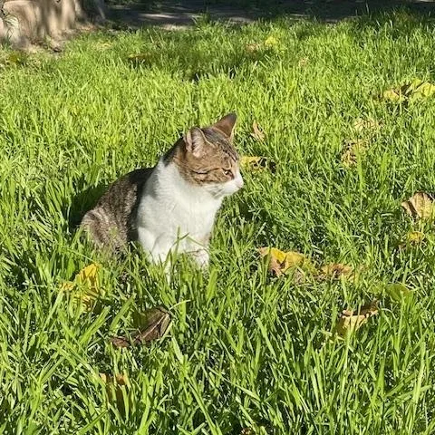 Baby Boy thumbnail 3