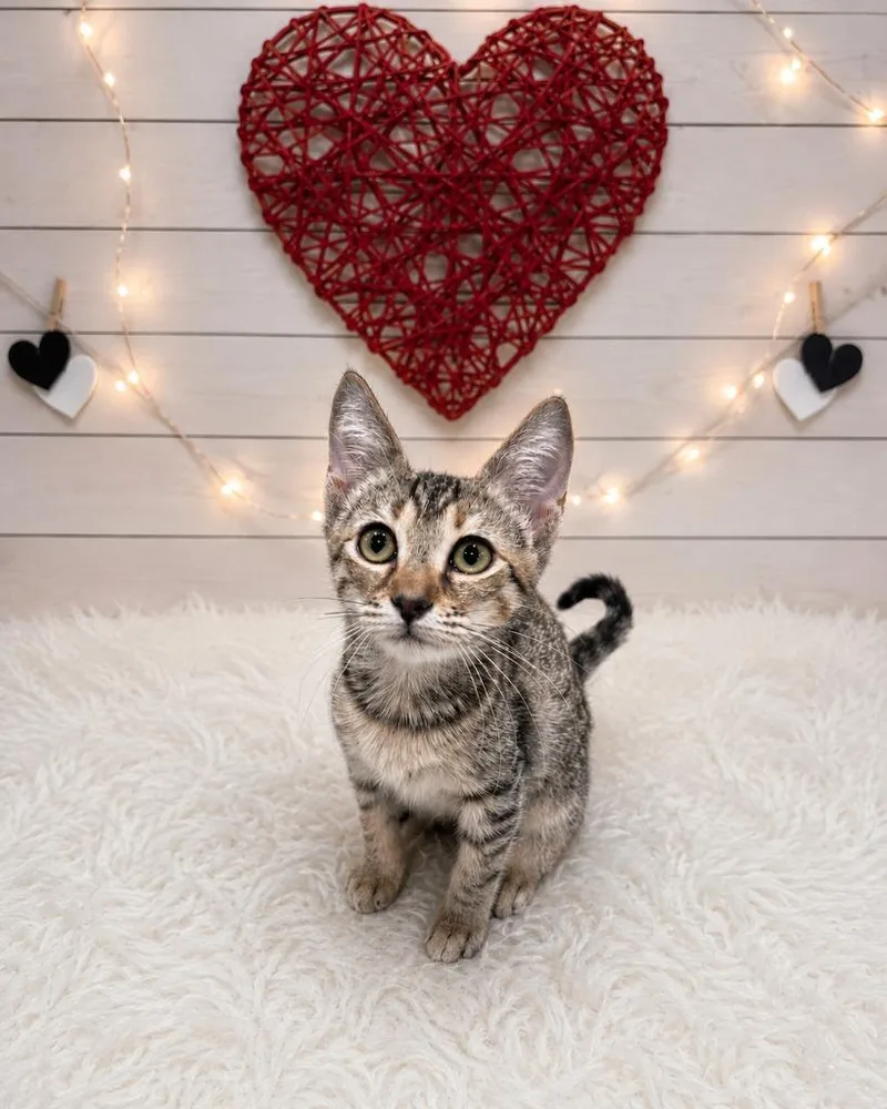 A baby small-sized female Domestic Short Hair cat named Kia for adoption in Corpus Christi, TX