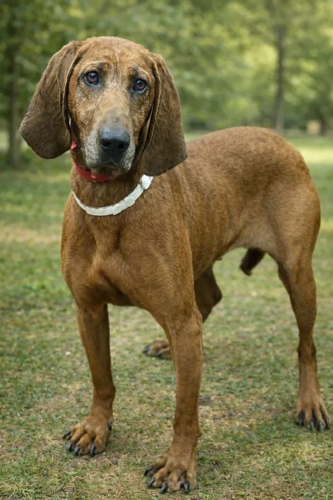 An adult medium-sized female Redbone Coonhound dog named Molly for adoption in Crossville, TN