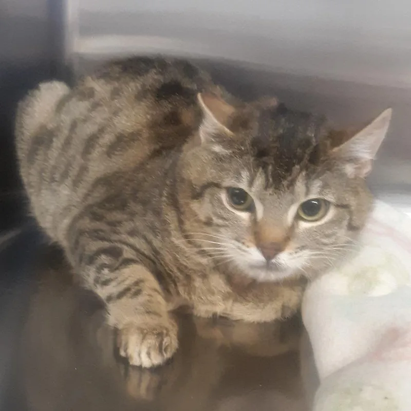 A young medium-sized male Brown / Chocolate Domestic Short Hair cat named Rigby for adoption in Spokane, WA
