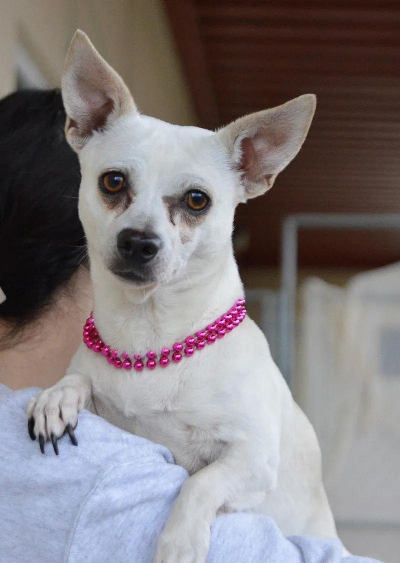An adult small-sized female Chihuahua dog named Nyssa for adoption in McKinney, TX