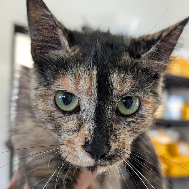 A young medium-sized female Black Domestic Short Hair cat named Coral Orlando for adoption in Chapel Hill, NC