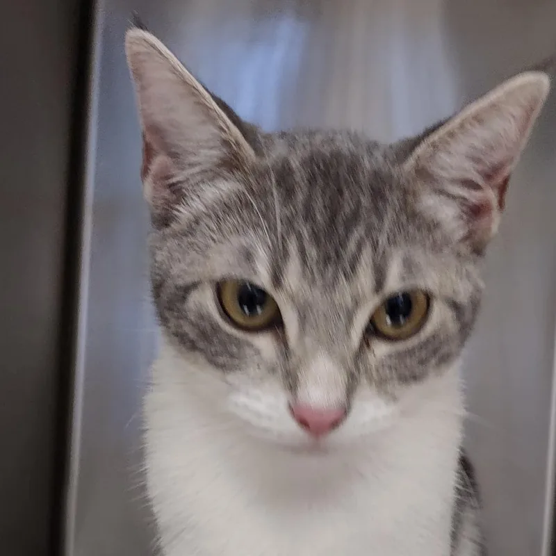 A baby small-sized female Gray / Blue / Silver Domestic Short Hair cat named Iepastray for adoption in Upland, CA