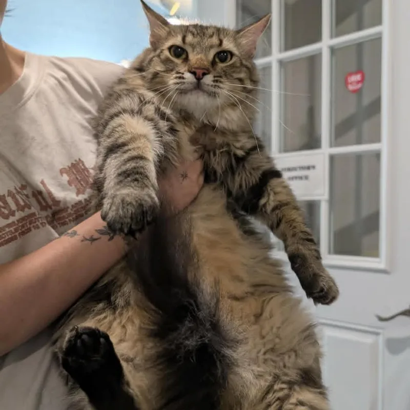 An adult large-sized male Gray / Blue / Silver Maine Coon cat named Mack for adoption in CHANUTE, KS