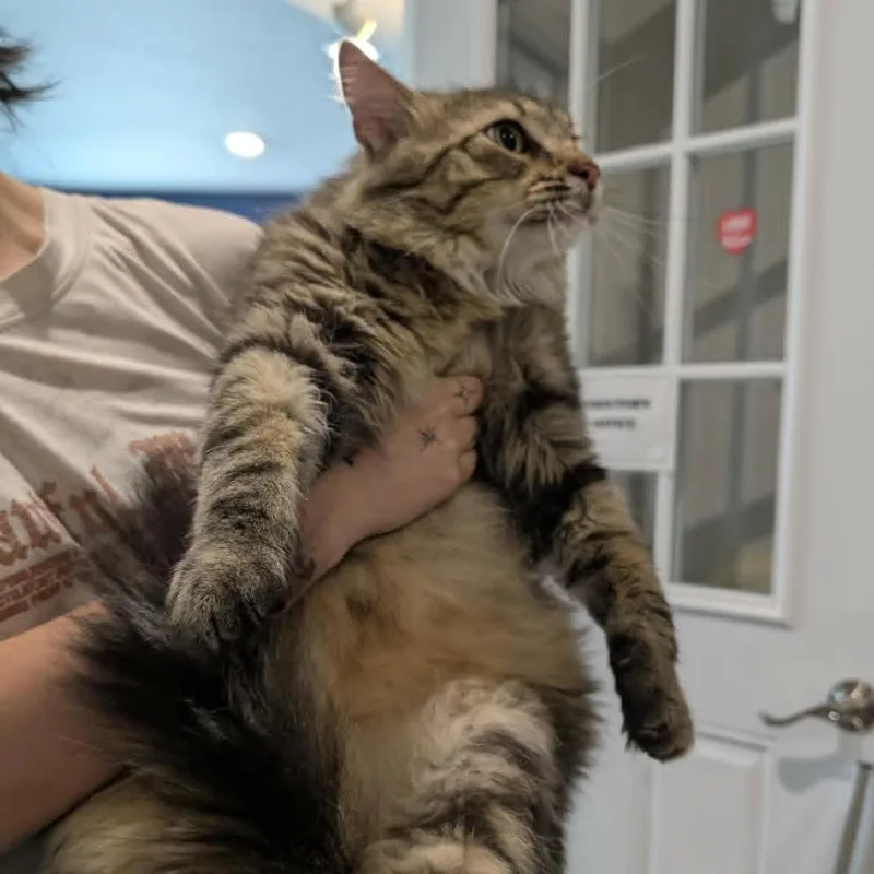 Mack thumbnail 2