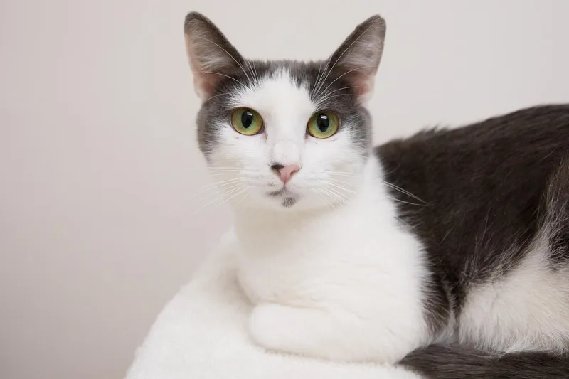 An adult small-sized female Gray & White Domestic Short Hair cat named Mulberry for adoption in Montclair, NJ