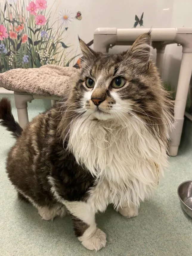 An adult extra large-sized male Domestic Long Hair cat named Chunk for adoption in Hayward, CA