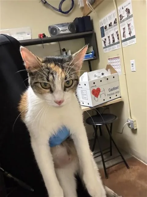 A young small-sized female Domestic Short Hair cat named Venusaur for adoption in Sacramento, CA