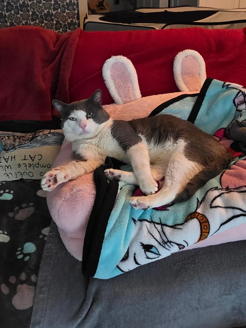 An adult large-sized male Domestic Short Hair cat named Rocky for adoption in West New York, NJ